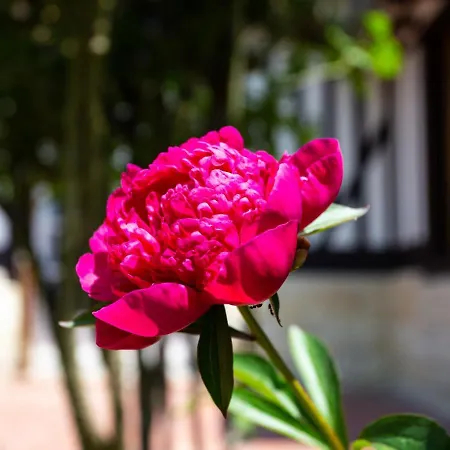 Petit Champ By Interhome Nyaraló Trouville-sur-Mer