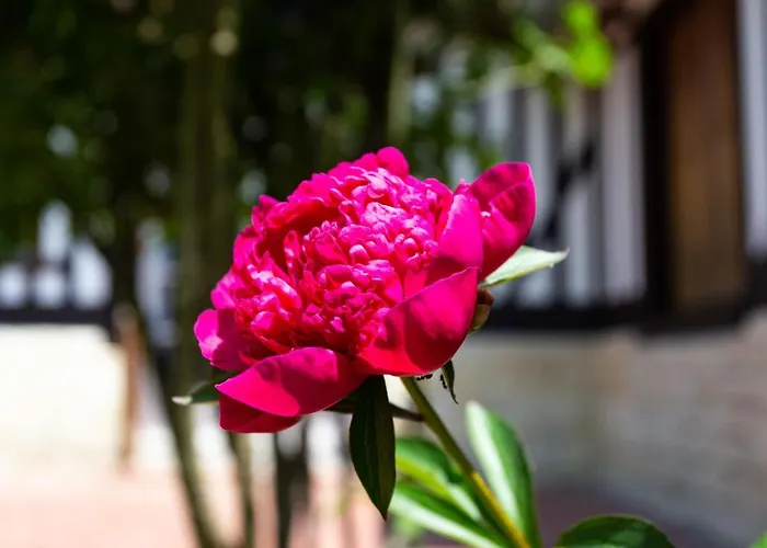 Petit Champ By Interhome Hébergement de vacances Trouville-sur-Mer